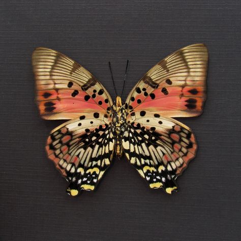 Rarely offered real female Red Charaxes butterfly, Charaxes zingha from the Republic of Central Africa, presented in a handmade 6"x6" wood frame.  Professionally mounted on black paper. You will receive the exact same framed specimen shown in the photos. Wingspan measures 3.1 inches.  This is the first time I have been able to offer these spectacular and large females, so beautiful! Curious Kingdom has been lovingly crafting our handmade insect frames for over a decade.  We have provided these n Rare Butterflies, Charaxes Butterfly, Butterfly Taxidermy Wallpaper, Taxidermy Insects, Faux Butterfly Taxidermy, Taxidermy Butterflies, Butterfly Taxidermy, Central Africa, Silver City