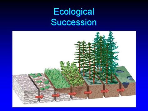 Primary Succession, Secondary Succession, Biology Class 11, Animal Biology, Ecological Succession, Biology Genetics, Smart Farming, Biology Plants, Plant Biology