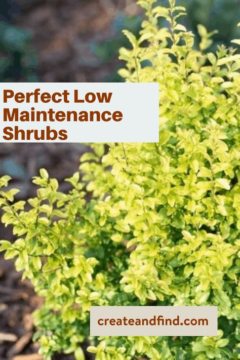 These low maintenance shrubs are perfect for landscaping the front of your house. When you don't want to have to worry about constant trimming or pruning, these might be your answer. Some are evergreen to give you year-round color. Add some this year for some fuss-free plants. Easy Shrubs To Maintain, Easy Landscaping Front Yard, Plants That Love Shade, Easy Garden Ideas Landscaping, Xeriscape Front Yard, Shrubs For Landscaping, Low Growing Shrubs, Plants Under Trees, Evergreen Bush