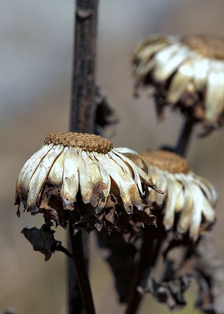 Decay Art, Wilted Flowers, Growth And Decay, Seed Saving, Airbrush Art, A Level Art, Seed Pods, Foto Inspiration, Natural Forms