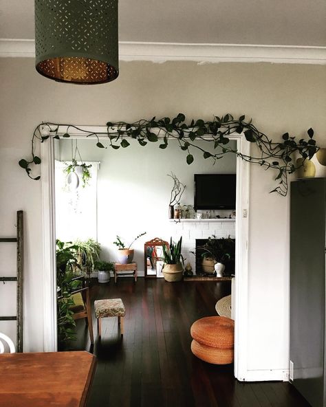 The other day I was cleaning and rearranging my indoor plants and I realized my golden pothos was long enough to drape over the dining room door way. Pothos Plant Decor, Dining Room Door, Plants Decoration Ideas, Pathos Plant, Pothos Plants, Dream House Living Room, Beautiful Kitchen Cabinets, Inside Garden, Golden Pothos