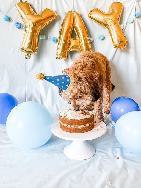 Dog First Birthday Pictures, Dog Birthday Photoshoot Ideas, Dog Birthday Photo, Dog Birthday Photoshoot, Dog Birthday Pictures, Dog Bday, Dog Boutique Ideas, Puppy Photoshoot, Dog First Birthday