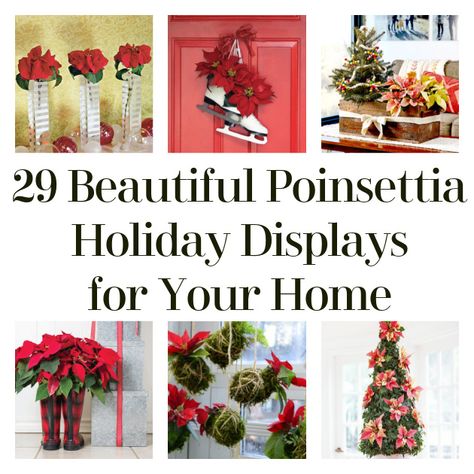 Hello, DIYers! This time of year is so popular for poinsettias! You’re probably getting them as gifts, from church fundraisers, and more! They are beautiful all on their own and often come in a nursery pot covered with foil. Lovely as they might be, if you’re looking for a more refined and decorative look for […] The post 29 Beautiful Poinsettia Holiday Displays for Your Home appeared first on DIY Projects by Big DIY Ideas. Fake Poinsettia Decorating Ideas, Poinsettia Decorating Ideas, Poinsettia Decor, Wreath Alternative, Church Fundraisers, Rustic Mantel, Holiday Baskets, Poinsettia Wreath, Christmas Pots