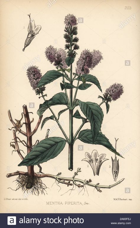 Peppermint, Mentha piperita. Handcoloured lithograph by Hanhart after a botanical illustration by David Blair from Robert Bentley and Henry Trimen's Medicinal Plants, London, 1880 Stock Photo - Alamy Cloth Embroidery, Tarot Cloth, Image Processing, Embroidery Ideas, Vintage Botanical, Medicinal Plants, Botanical Illustration, Botanical Art, Cactus Plants