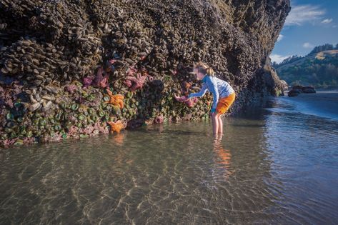 The scenic wonders begin as soon as you head out of Gold Beach. Gold Beach Oregon, Travel Oregon, Southern Oregon Coast, Oregon Photography, Gold Beach, Rockaway Beach, Southern Oregon, Pacific Coast Highway, Natural Bridge