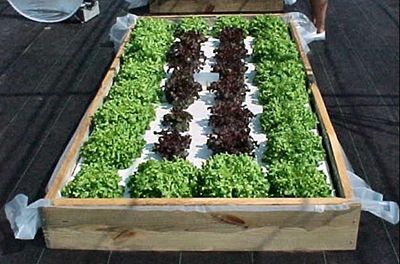 A hydroponic garden is a fun way to grow your own herbs and vegetables. Building a simple one for your home garden is easier than you think and can all start with a kiddie pool. #Hydroponic #Edibles #Herbs #Greens #Lettuce #HydroponicGarden Marigolds In Garden, Growing Food Indoors, Hydroponic Garden, Hydroponic Farming, Hydroponics Diy, Floating Garden, Hydroponic Growing, Aquaponics System, Hydroponics System