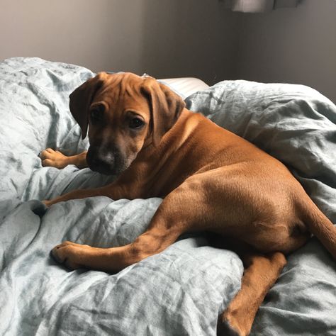 Ridgeback Puppy, Rhodesian Ridgeback Puppies, Puppy Aesthetic, Ridgeback Dog, Puppy Ideas, Rhodesian Ridgeback Dog, Running Partner, Dog Aesthetic, Rhodesian Ridgeback