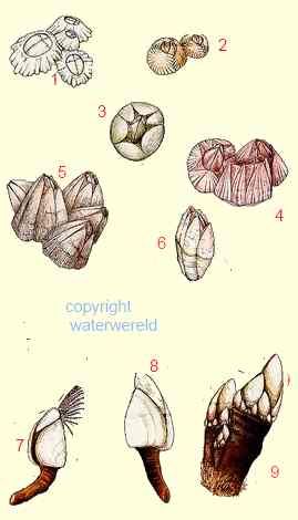 Barnacle Illustration, Barnacle Drawing, Barnacle Tattoo, Barnacle Art, Barnacles Drawing, Sea Textiles, Sea Tattoos, Bear Sketch, Sea Drawing