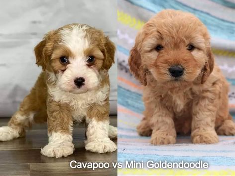 Cavapoo vs Mini Goldendoodle Breed Comparison — Crockett Doodles Mini Cavapoo, Miniature Goldendoodle, Goldendoodle Miniature, Cavapoo Dogs, Crockett Doodles, Mini Goldendoodle, Golden Doodle, What Is The Difference Between, Goldendoodle