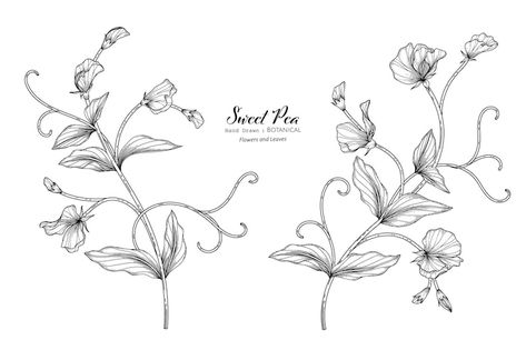 Sweet Pea Sleeve Tattoo, Sweet Pea Flowers Drawing Tattoo Ideas, Sweet Peas Tattoo, Sweetpea Flower Tattoo, Sweat Pea Tattoo, Sweet Pea Flower Tattoo, Bouquet Of Flowers Tattoo, Victory Tattoo, Sweet Pea Tattoo