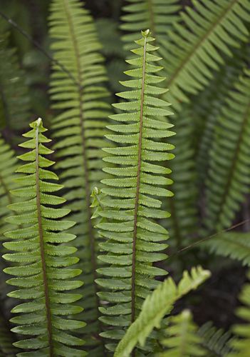 Nephrolepis exaltata, known as the sword fern or Boston fern, is a species of fern in the family Lomariopsidaceae (sometimes treated in the families Davalliaceae or Oleandraceae, or in its own family, Nephrolepidaceae) native to tropical regions throughout the world. An evergreen perennial herbaceous plant, it can reach as high as 40–90 centimetres (16–35 in), and in extreme cases up to 1.5 metres (4 ft 11 in). It is also known as the Boston swordfern, wild (Source: Wikipedia, 'Nephrolepis exa Plant Sketches, Boston Fern, Zone 9, Photo C, Fern Plant, Abstract Watercolor Art, Vascular Plant, Low Maintenance Plants, Abstract Watercolor