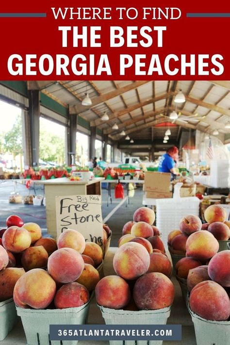 Georgia is the Peach State, so you know we’ve got some great, fresh peaches around here! Summer is peach season here in Georgia — it’s time for homemade peach ice cream, peach cobbler, peach pie, and just…peaches all on their own. There are several great places to pick up fresh Georgia peaches, but our favorite is Dickey Farms in the tiny postage stamp town of Musella, Ga. A visit here is a perfect multi-generational day trip, here’s why. Ice Cream Peach, Cobbler Peach, Peach Picking, Homemade Peach Ice Cream, Georgia Peaches, Big Peach, Georgia Vacation, Peach Ice Cream, North Georgia Mountains