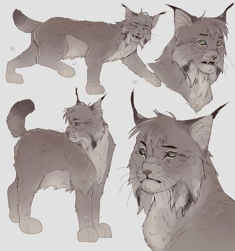 Mythical Creature Art, Bear Sketch, Wizard Cat, Cat Anatomy, Big Cats Art, Warrior Cats Art, Canine Art, Cat Pose, Warrior Cat