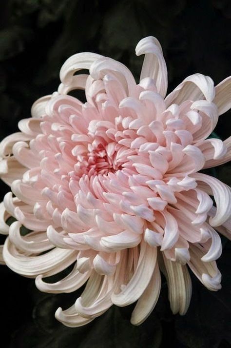 Japanese Chrysanthem Beautiful gorgeous pretty flowers Japanese Chrysanthemum, Chrysanthemum Flower, Japanese Flowers, Deco Floral, Ranunculus, Exotic Flowers, Flower Beauty, Beautiful Blooms, Chrysanthemum