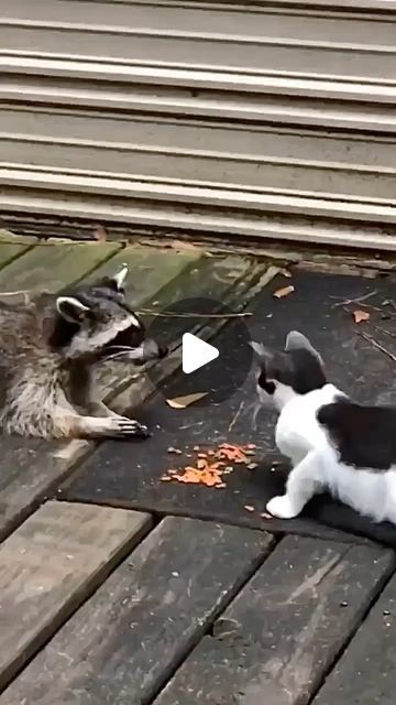 Raccoon And Cat, Adoption Photos, Landscaping Flowers, Food Spot, Raccoon Funny, Landscaping Design, Cute Animal Videos, Dance Poses, Animal Planet