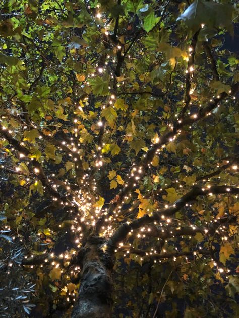 Twilight Garden Aesthetic, Fairy Lights Forest Aesthetic, Royal Fairy Aesthetic, Forest With Fairy Lights, Fairy Lights In Forest, Royal Garden Aesthetic Night, Fairy Party Aesthetic Night, Secret Garden Aesthetic Night, Heathercore Aesthetic