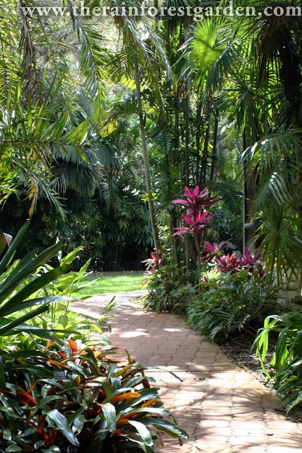 The Rainforest Garden: The Garden at the End of the Rainbow. Landscaping Tropical, Bromeliads Garden, Tropical Backyard Landscaping, Bali Garden, Shady Garden, Balinese Garden, Modern Gardens, Tropical Landscape Design, Tropical Garden Design