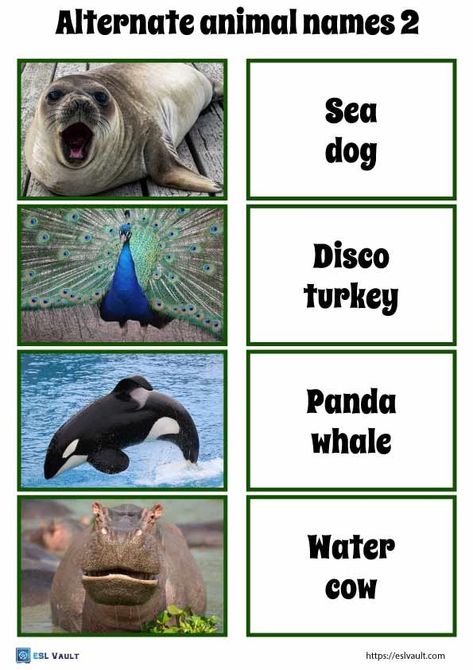 40 funny alternate animal names game - ESL Vault Alternate Names For Animals, Funny Animal Names Hilarious, Funny Animal Names List, Alternate Animal Names, Animals Name List, Funny Animal Names, Animal Expressions, Funny Animal Faces, Video Game Names