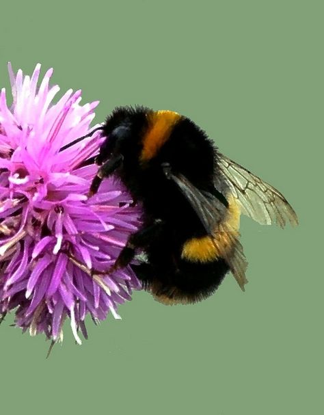 Fuzzy Bumble Bee, Humble Bee, Buzzy Bee, I Love Bees, Bees And Wasps, The Bug, Bumble Bees, Bee Mine, Beautiful Bugs