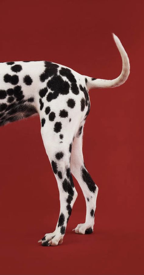 Dalmatian Dog, Room Posters, 귀여운 동물, Dalmatian, Cool Wallpaper, Wall Collage, Art Wallpaper, Crayon, Cute Wallpapers