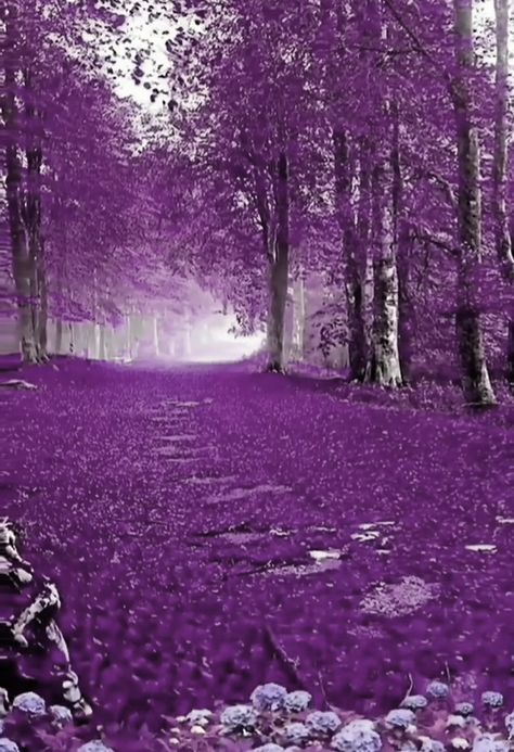 Forest Core, Bamboo Forest, Purple Love, Forest, Coffee, Purple, Quick Saves