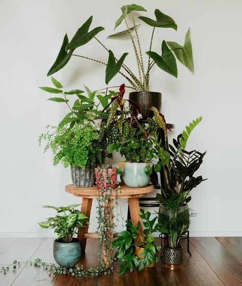 Free Plant Printables, Plants In Pots, Tattoo Plant, Plant Maintenance, نباتات منزلية, Plant Decor Indoor, Plant Aesthetic, House Plants Decor, Free Plants