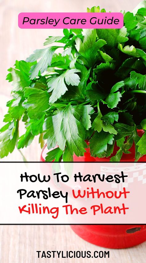 how to harvest parsley without killing the plant | how to harvest parsley to dry | How to Harvest Parsley | fall recipes dinner | healthy lunch ideas | dinner ideas | breakfast ideas | easy healthy dinner recipes Harvest Parsley How To, Harvesting Parsley How To, How To Harvest Parsley, Drying Parsley Hang, What To Do With Parsley, Recipes With Parsley, Harvest Parsley, Fresh Parsley Recipes, Easiest Herbs To Grow