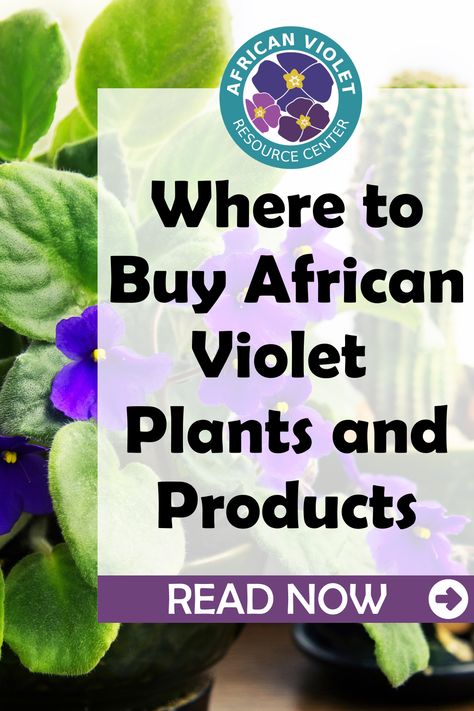 African Violets Plants For Sale, Violet Plants, African Violet Care, African Violet Pots, African Violets Plants, Violet Plant, Fiddle Leaf Fig Tree, African Violet, Fiddle Leaf Fig