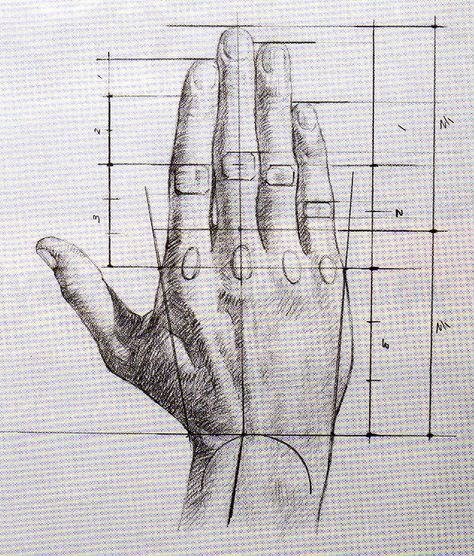 Drawing the Hand Human Hand Anatomy Drawing, Anatomy Of A Hand, Hands Anatomy Drawing, Hand Drawing Study, Hand Practice Drawing, Hand Anatomy Drawing, Drawing Body Proportions, Egypt Concept Art, Human Anatomy Drawing