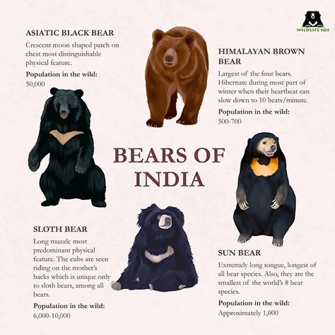 Bear Character Design, Asiatic Black Bear, Bear Species, Pig Breeds, Sun Bear, Wildlife Protection, Sloth Bear, Fun Facts About Animals, Forest Habitat