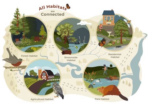 TSWCD-Habitat-Connectivity-@2x Biodiversity Aesthetic, Harry Potter Wall Painting, Habitat Restoration, Urban Wildlife, Conifer Forest, Habitats Projects, Harry Potter Wall, Green Web, Nature Projects