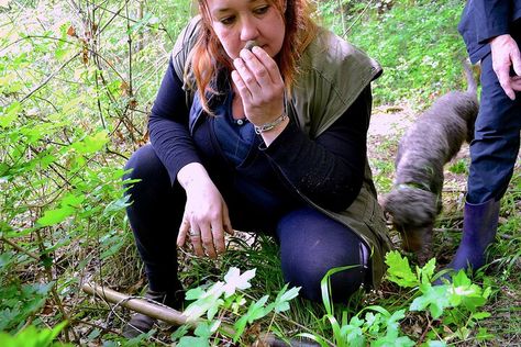 San Miniato truffle hunting experience with Francesca Truffle Hunting, San Miniato, 3 Days Trip, Santa Maria Novella, Florence Tuscany, Delicious Lunch, Yummy Lunches, Taxi Driver, Round Trip