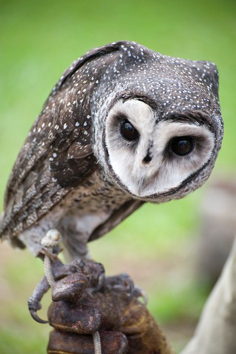 Sooty Owl by Jenny Dean Australian Owls, Sooty Owl, Awesome Owls, Nocturnal Birds, Barn Owls, Owl Photos, Owl Pictures, Beautiful Owl, Owl Bird