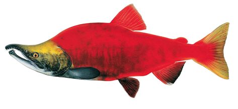 Artist Joseph Tomelleri’s scientific drawings of Salish Sea fishes can be easily mistaken for photographs.  The sockeye salmon ("Oncorhynchus nerka") is found all along the North Pacific from Japan to southern California and is an abundant fish species in the Salish Sea. Image courtesy of Joseph Tomelleri Salmon Drawing, Endangered Species Art, Kokanee Salmon, Pacific Salmon, Scientific Drawing, Fish Pose, Sockeye Salmon, Salmon Fish, Animal Study