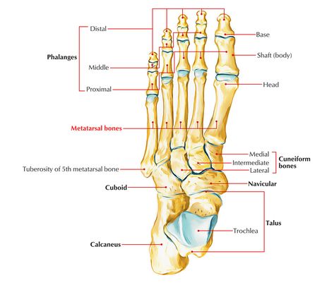 Metatarsal Bones Types Of Bones Anatomy, Bones Of The Lower Limb, Tarsal Bones Anatomy, Jones Fracture, Major Bones Of The Skeleton, Bone Landmarks Anatomy, Peroneus Longus, Bone Fracture, Group Of Five