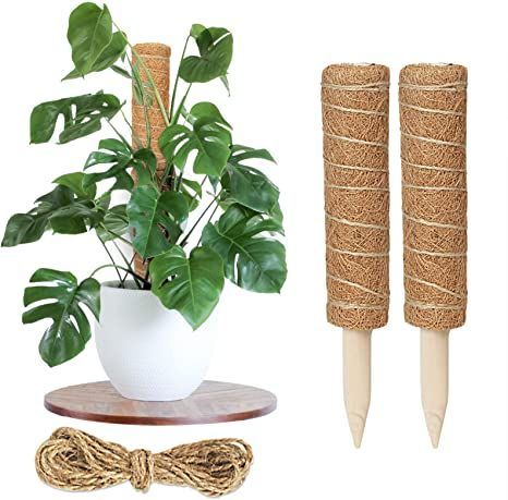 Moss Pole Monstera, Plant Pole, Indoor Climbing Plants, Plant Support Stakes, Plants Monstera, Cherry Tomato Plant, Garden Plant Supports, Moss Pole, Plant Ties