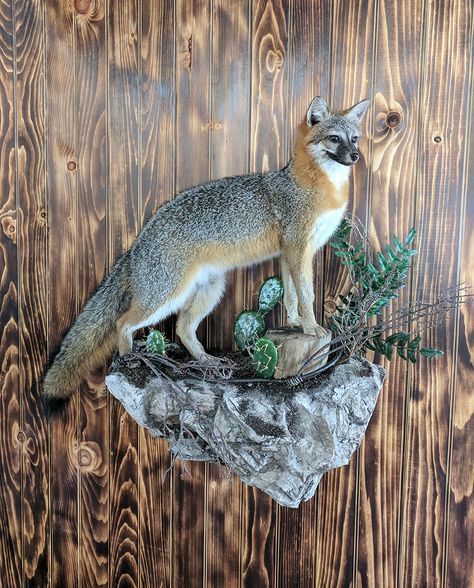 Fox Taxidermy, Taxidermy Fox, Taxidermy Decor, Animal Taxidermy, Wet Specimen, Vulture Culture, Small Games, Grey Fox, Career Options