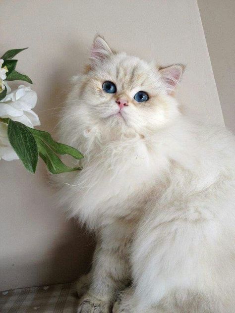 Persian Longhair, Calm Personality, White Persian Cat, Cat World, Long Haired Dogs, Persian Cats, Dream's Cat, Rare Cats, Long Haired Cats