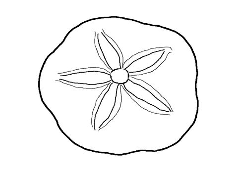 Sand dollar craft