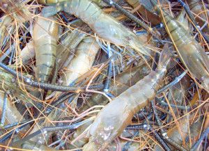 Freshwater Prawns | Texas A&M AgriLife Extension Aquaculture, Fisheries, & Pond Management Freshwater Prawn Farming, Prawn Farming, Aquaponics Aquarium, Shrimp Farming, Aquaponics Diy, Aquaponic Gardening, Aquaponics System, Fish Farming, Energy Projects