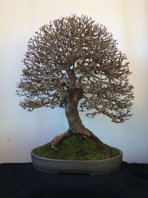 Chuhin Chinese Elm Chinese Elm Bonsai, Elm Bonsai, Mame Bonsai, Bonsai Ideas, Bonsai Trees, Bonsai Tree, Beautiful Nature, Trees, Film