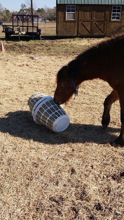 Slow hay feeder it is the Little short laundry baskets and you just wiring together Horse Slow Feeder, Toys For Horses, Hay Feeder For Horses, Horse Feeder, Horse Paddock, Horse Farm Ideas, Horse Hay, Paddock Paradise, Horse Shelter