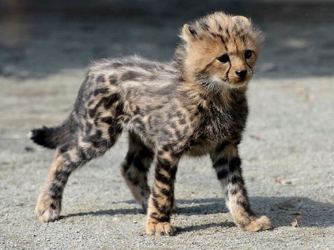 “Fang” the 2 month old King Cheetah male at Tama Zoo in Tokyo. There have been four King Cheetahs born to 3 different mothers over the last 16 months. King Cheetah, Cheetah Cub, Baby Cheetah, Cheetah Cubs, Baby Cheetahs, Old King, Exotic Cats, Cat Pose, Pretty Animals