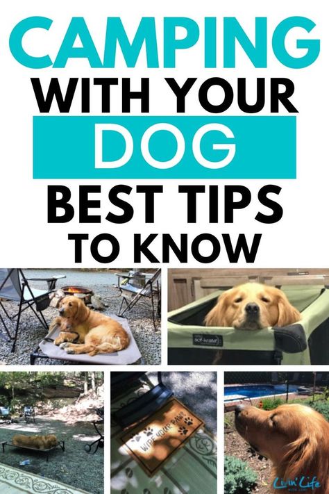 Jul 3, 2020 - Here's what you need to know when you RV travel with your dog. Keeping your dog safe, healthy and happy is the most important thing when traveling in your RV. Camping Illustration, Camping Diy, Rv Camping Tips, Camping Must Haves, Camper Hacks, Travel Trailer Camping, Dog Things, Dog Camping, Festival Camping