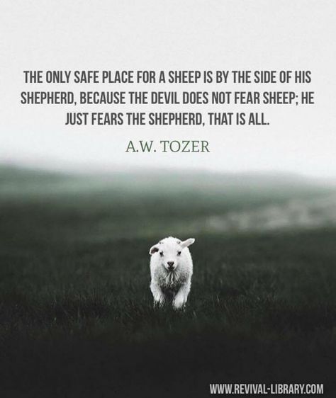 3,673 Likes, 39 Comments - A.W. TOZER-A MAN OF GOD (@awtozeramanofgod) on Instagram: “#awtozer #tozer #awtozerquotes” Sheep Quote, Jesus Love Quotes, Aw Tozer Quotes, A W Tozer, The Lord Is My Shepherd, In Christ Alone, Biblical Inspiration, A Sheep, Faith Prayer