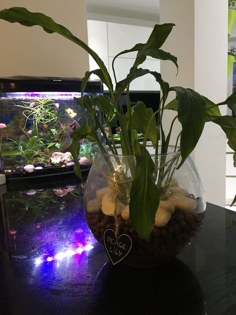 #peace lily #fish tank Peace Lily, Fish Tank, Glass Vase, Lily, Vase, Fish, Living Room, Glass, Home Decor