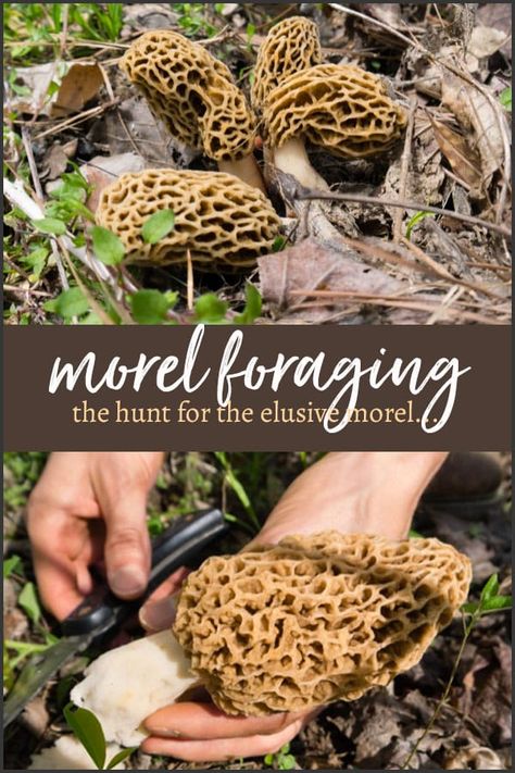 The hunt for the morel mushroom, one of the world's most coveted wild, gourmet fungi begins anew each spring... And it's almost time! Moral Mushrooms, Morel Mushroom Hunting, Edible Wild Mushrooms, Growing Mushrooms At Home, Wild Foraging, Wild Food Foraging, Morel Mushrooms, Edible Wild Plants, Mushroom Cultivation