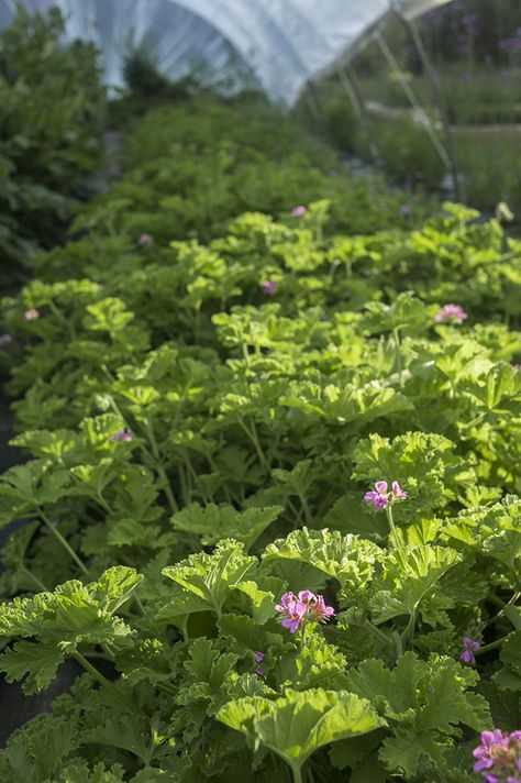 Propagating scented geraniums: How to grow pelargoniums Scented Geranium, Growing Basil, Garden Bugs, Rooting Hormone, Organic Kitchen, Plant Cuttings, Water Me, Organic Herbs, Kitchen Garden