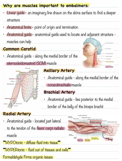 Muscles - The Embalmer's Guide - Anatomy, Function Medicine School, Biceps Brachii, Basic Anatomy And Physiology, Arteries And Veins, Muscular System, Rad Tech, Human Anatomy And Physiology, Sports Medicine, School Study