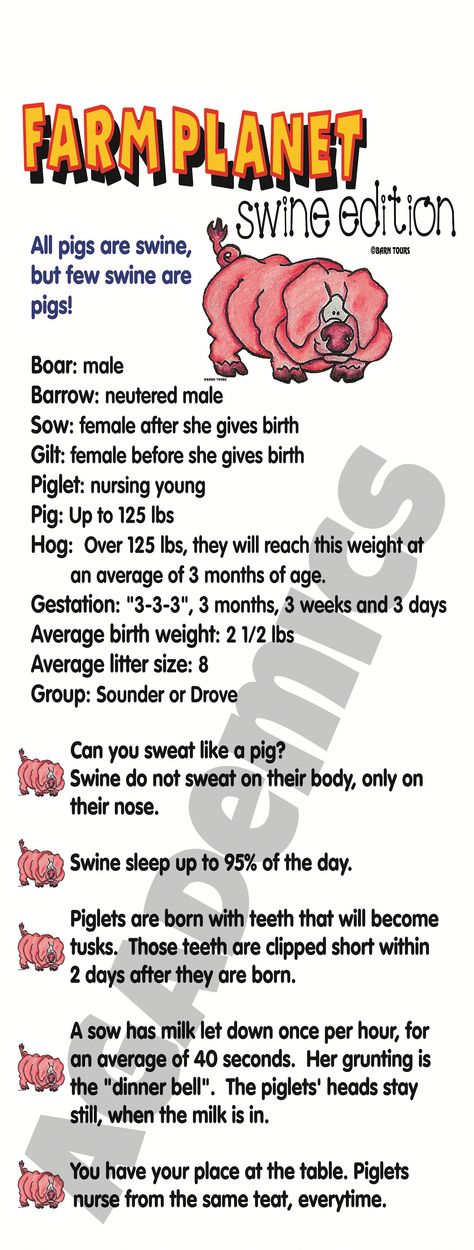 For ordering information on our banners: www.agademics.com @AGademics Pig Poster Ideas For Fair, 4h Pig Poster Ideas, Teach Ag, Livestock Judging, Pig Facts, Farm Facts, Pig Showing, Raising Pigs, Ag Teacher